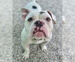 Small #1 American Bulldog Mix