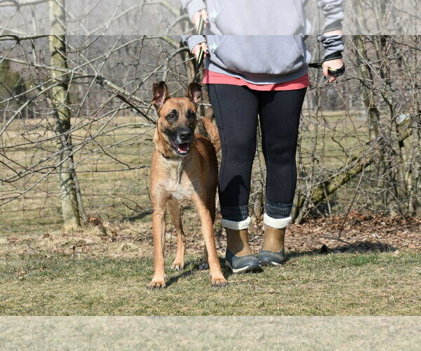 Medium Photo #2 Mutt Puppy For Sale in Spring Lake, NJ, USA