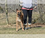 Small #1 Mutt