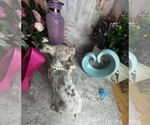 Small #3 Chihuahua