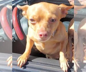 Chihuahua Dogs for adoption in Fort Lauderdale, FL, USA