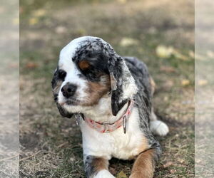 Cocker Spaniel Dogs for adoption in Sioux Falls, SD, USA