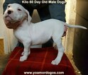 Small Photo #257 Dogo Argentino Puppy For Sale in JANE, MO, USA