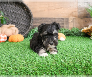 Schnauzer (Miniature) Puppy for sale in SYRACUSE, IN, USA
