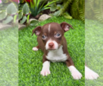 Small Photo #29 Chihuahua Puppy For Sale in FORT LAUDERDALE, FL, USA