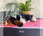 Puppy Rolo Basset Hound