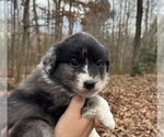 Puppy Puppy 3 Australian Shepherd