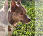 Small #5 Siberian Husky Mix