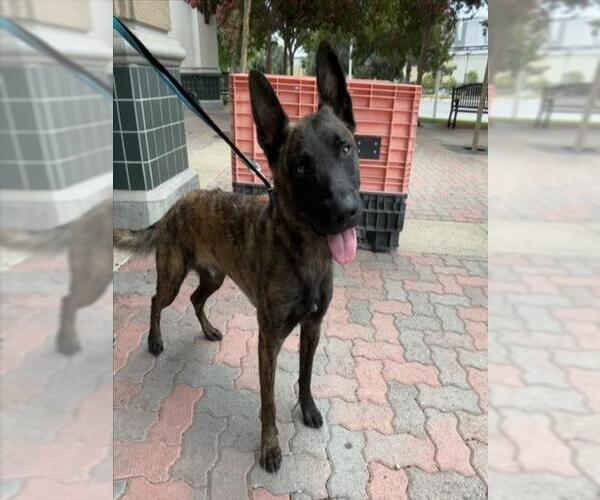 Medium Photo #1 - Mix Puppy For Sale in Rancho Cucamonga, CA, USA