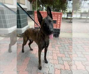 - Mix Dogs for adoption in Rancho Cucamonga, CA, USA