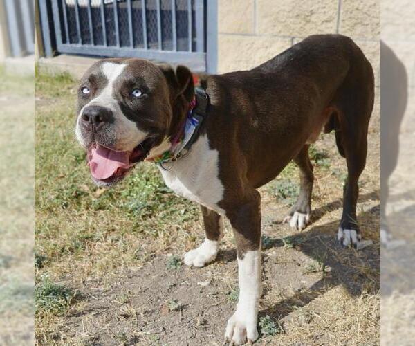 Medium Photo #1 American Staffordshire Terrier-Unknown Mix Puppy For Sale in San Antonio, TX, USA