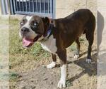 Small American Staffordshire Terrier Mix