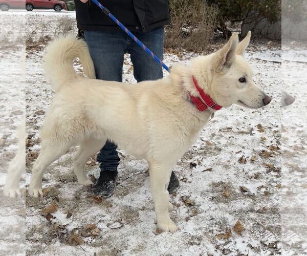 Medium Photo #10 Huskies -Unknown Mix Puppy For Sale in Crystal, MN, USA