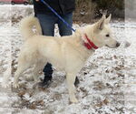 Small #9 Huskies  Mix