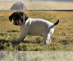 Puppy Bobby German Shorthaired Pointer