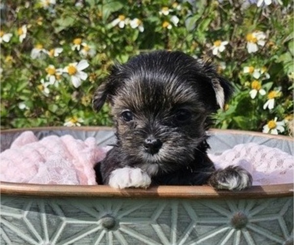 Medium Photo #2 Yorkshire Terrier Puppy For Sale in SARASOTA, FL, USA