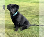 Small #1 Labrador Retriever Mix