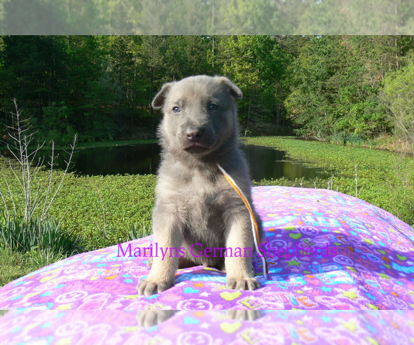 Medium Photo #5 German Shepherd Dog Puppy For Sale in PIEDMONT, MO, USA