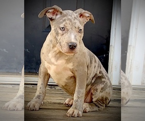 American Bully Puppy for sale in ATLANTA, GA, USA