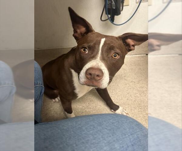 Medium Photo #1 Mutt Puppy For Sale in Bakersfield, CA, USA