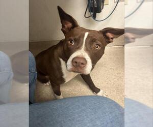 Mutt Dogs for adoption in Bakersfield, CA, USA