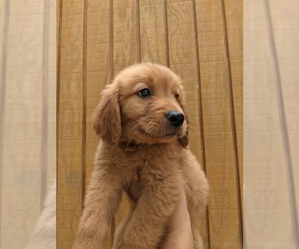 Medium Photo #7 Golden Retriever Puppy For Sale in SPENCER, TN, USA
