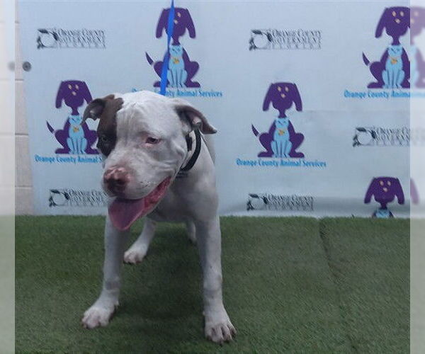 Medium Photo #1 American Pit Bull Terrier-Unknown Mix Puppy For Sale in Orlando, FL, USA