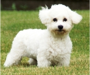 Bichon Frise Puppy for sale in NOBLESVILLE, IN, USA