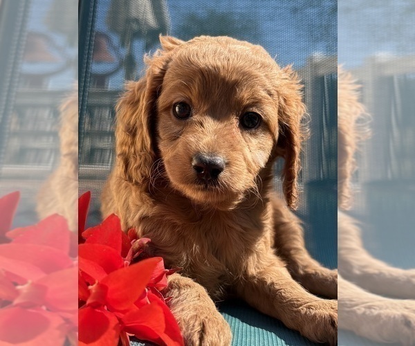 Medium Photo #4 Cavapoo Puppy For Sale in WAUSEON, OH, USA