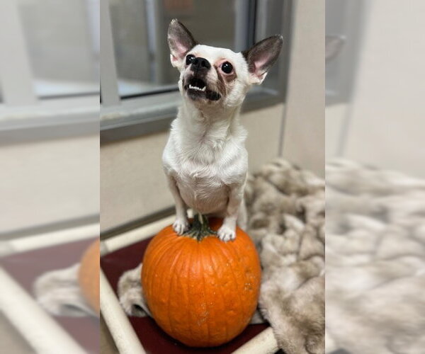 Medium Photo #1 French Bullhuahua Puppy For Sale in Sacramento, CA, USA