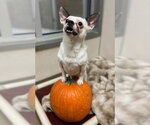 *POGGIN - Male French Bullhuahua Dog for Adoption - Small photo