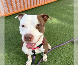 American Pit Bull Terrier-Unknown Mix Dogs for adoption in Las Vegas, NV, USA