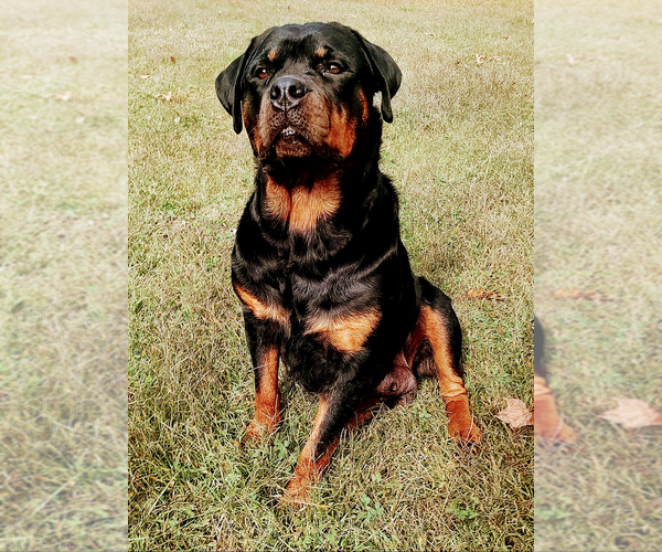 Medium Photo #7 Rottweiler Puppy For Sale in ESTILL SPRINGS, TN, USA