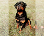 Small Photo #7 Rottweiler Puppy For Sale in ESTILL SPRINGS, TN, USA