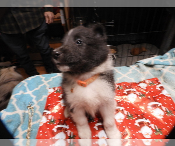 Medium Photo #4 Shetland Sheepdog Puppy For Sale in BAINBRIDGE, NY, USA