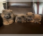 Small Chow Chow