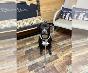American Pit Bull Terrier-Labrador Retriever Mix Dogs for adoption in Benton, PA, USA