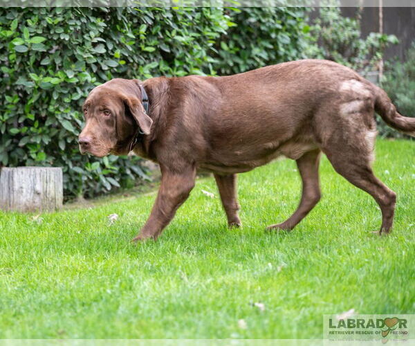 Medium Photo #3 Labrador Retriever Puppy For Sale in Clovis, CA, USA