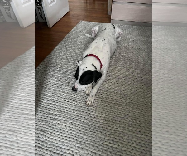 Medium Photo #8 Pointer-Unknown Mix Puppy For Sale in Woodbury, NY, USA