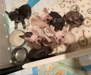 French Bulldog Litter for sale in CALIMESA, CA, USA