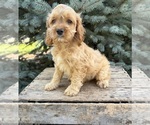 Small #1 Cockapoo (Miniature)