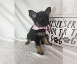 Small #3 German Shepherd Dog