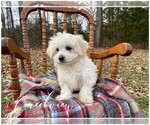Small Photo #5 Havachon Puppy For Sale in NIANGUA, MO, USA
