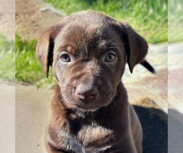 Medium Photo #3 Labrador Retriever-Unknown Mix Puppy For Sale in San Diego, CA, USA
