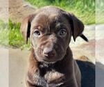 Small #2 Labrador Retriever Mix