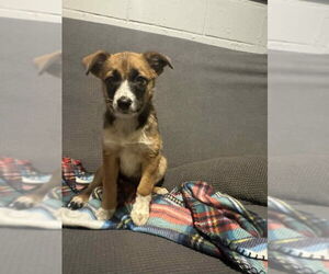Border-Aussie Dogs for adoption in Mukwonago, WI, USA