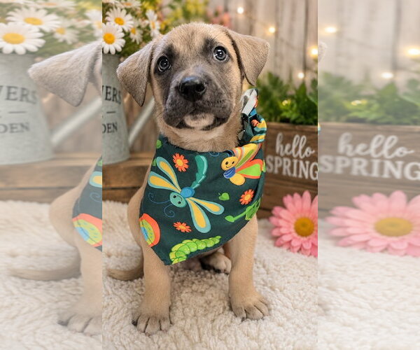 Medium Photo #1 Black Mouth Cur-Unknown Mix Puppy For Sale in Sanford, FL, USA