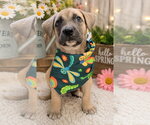 Small Black Mouth Cur Mix
