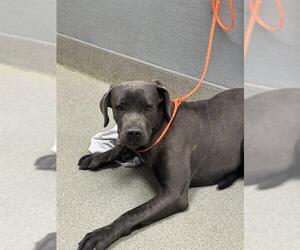 Mutt Dogs for adoption in Las Vegas, NV, USA