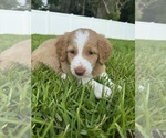 Small #1 Australian Shepherd-Goldendoodle Mix